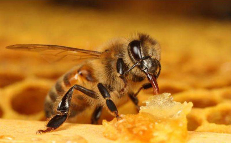 蜜蜂不会接吻介绍图片