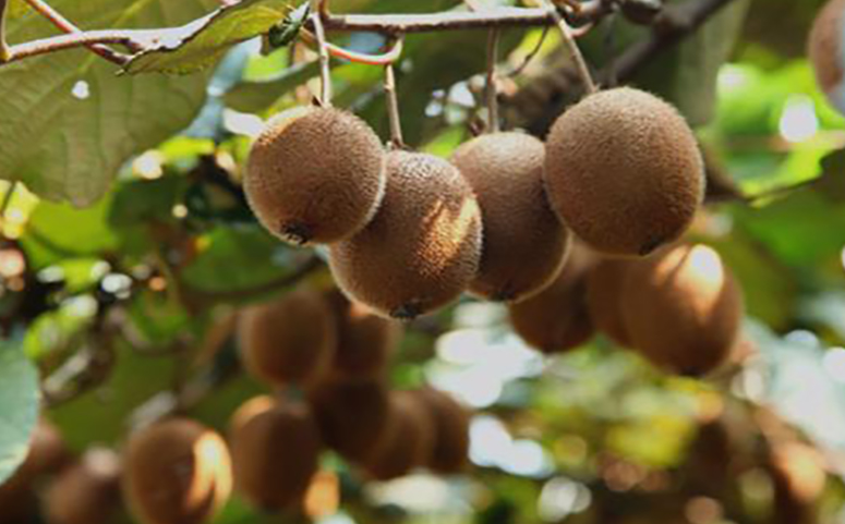 猕猴桃树苗栽种几年后能结果介绍图片