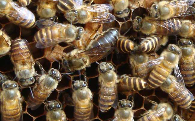 蜜蜂接吻的真相可能是在喂养蜂王介绍图片