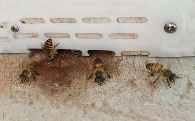 蜜蜂谜巢与蜂箱的间距有关介绍图片