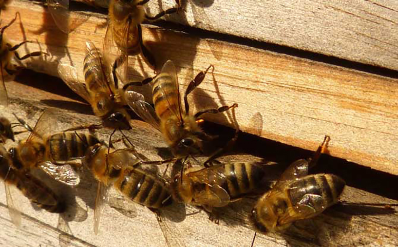 蜜蜂谜巢与外界蜜源多少有关介绍图片