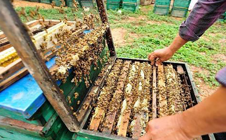 工蜂繁殖和工蜂采蜜的关系介绍图片