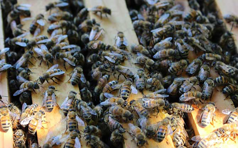 引发蜜蜂谜巢的因素有哪些介绍图片