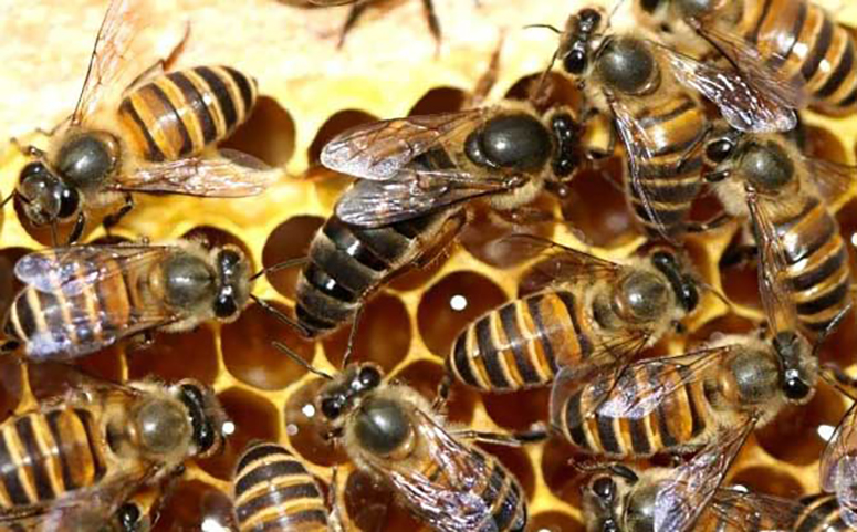 分蜂热可能是由于蜂王老弱引起的介绍图片