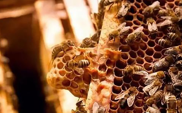 蜜蜂分蜂热有那些表现介绍图片