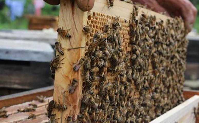 弱群蜜蜂繁殖起来的方法介绍图片