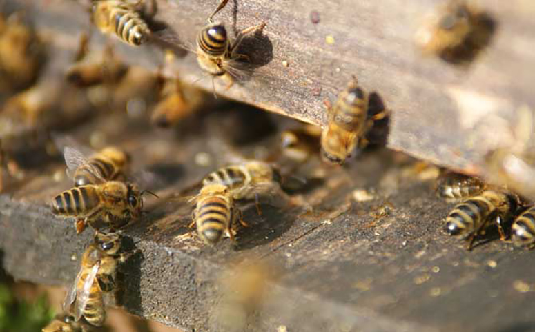 冬季蜜蜂养殖要注意通风换气介绍图片