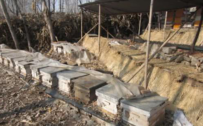 冬季蜜蜂养殖要注意保温介绍图片