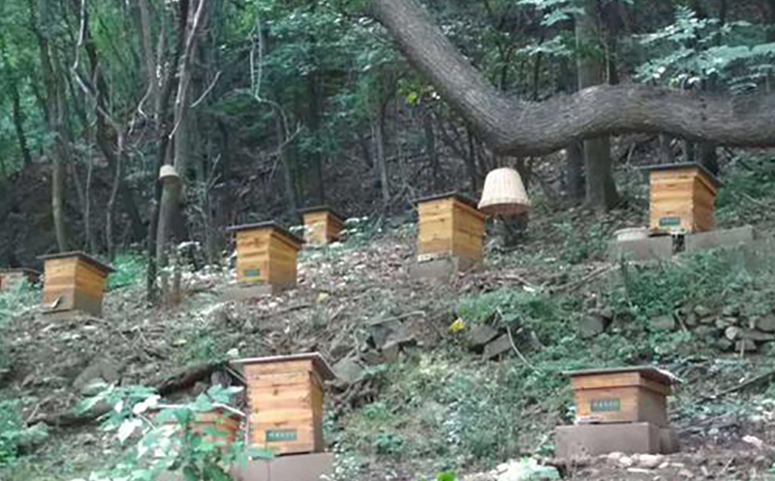 蜜蜂近距离分蜂与搬迁可以通过选择性的地址来控制回蜂介绍图片