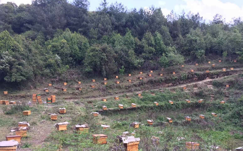 蜜蜂近距离分蜂与搬迁可以调整蜂箱的方位摆设来控制回蜂介绍图片