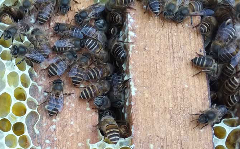 南方一脾蜜蜂越冬要预防幼虫病介绍图片