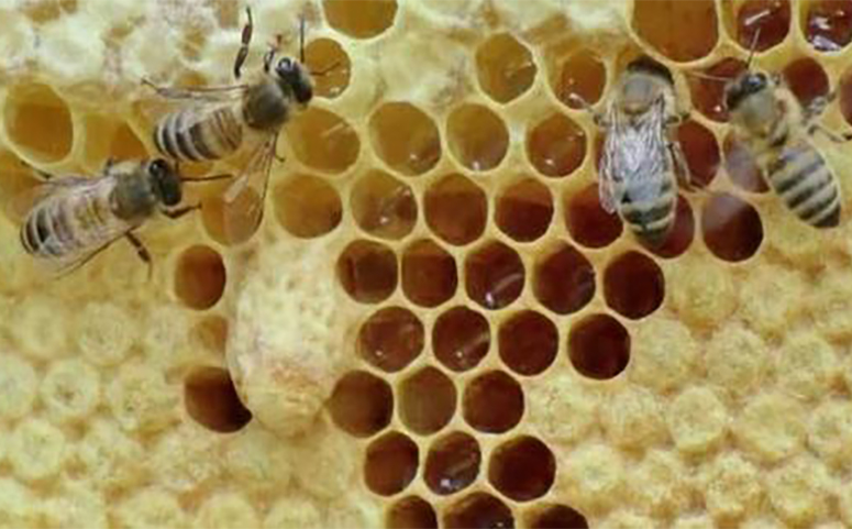 蜜蜂奖励喂养技术介绍图片
