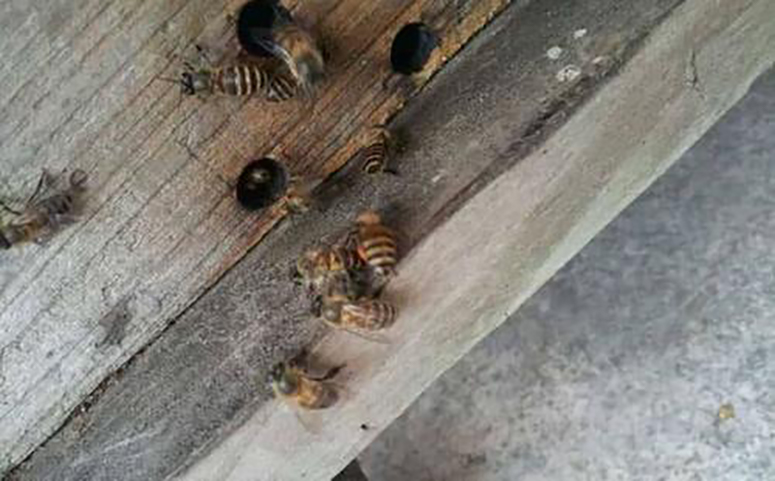 中蜂中毒死亡图片