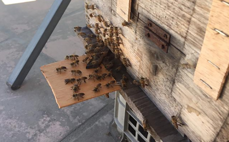 蜜蜂在巢门口扇风图片