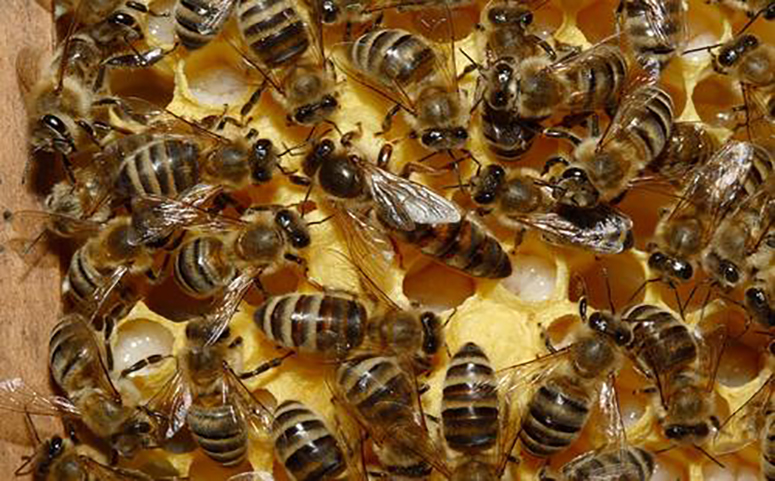 蜜蜂蜂王图片大全大图图片