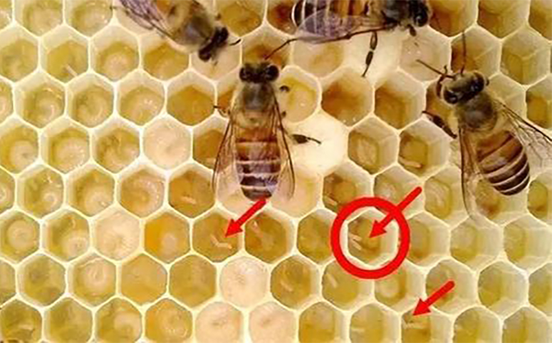 工蜂产卵图片