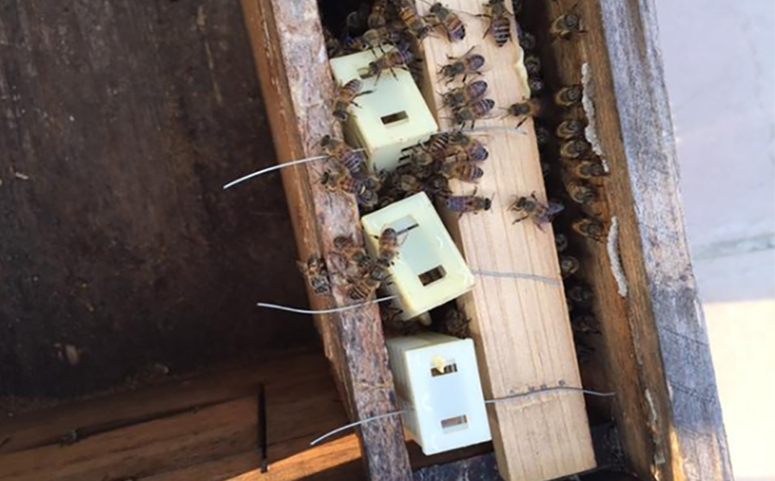 中蜂蜂王储存方法教程视频 蜂王储存,怎样储备蜜蜂蜂王?