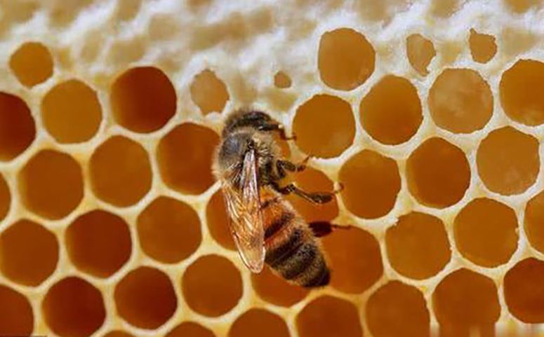 蜜蜂巢脾图片