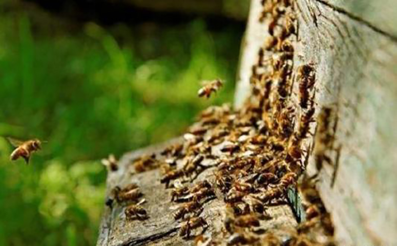 蜜蜂巢蜜图片