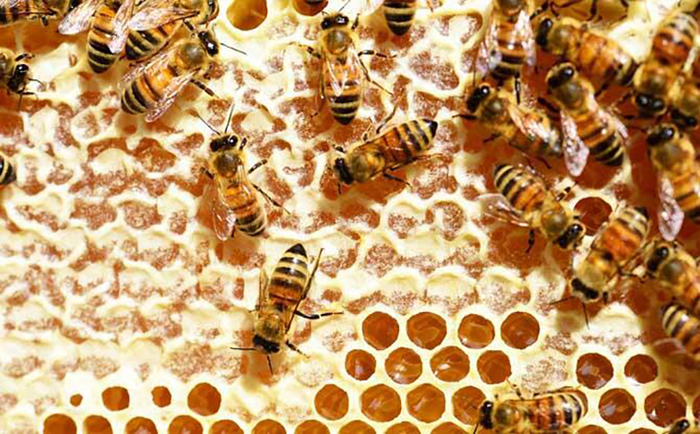 蜜蜂酿蜜图片