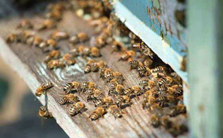 蜜蜂巢蜜图片