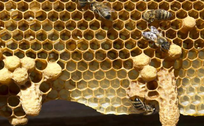 蜜蜂王台一般有几种?