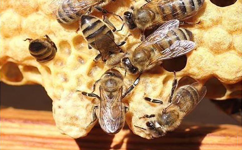 蜜蜂王台图片