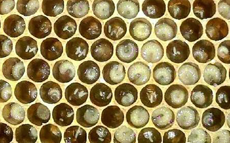 蜜蜂幼虫图片