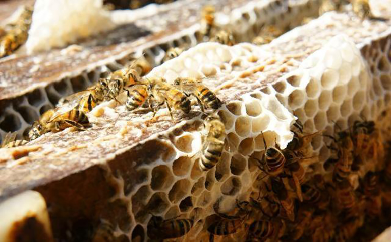 蜜蜂造坠脾图片