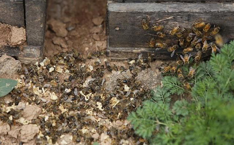 蜜蜂死亡图片