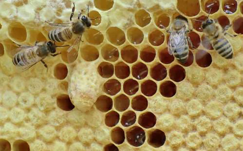 蜜蜂王台图片