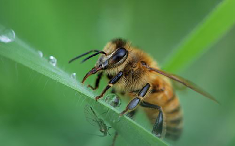 蜜蜂采水图片