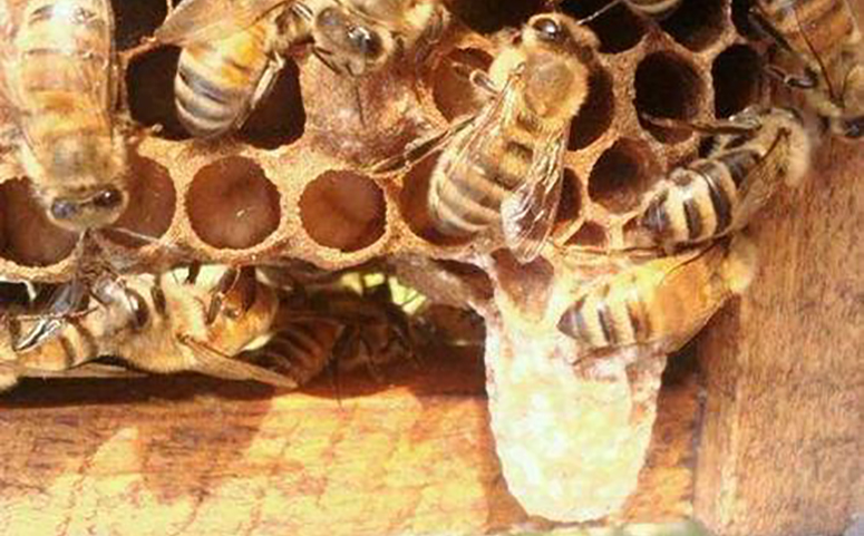 蜂群王台图片