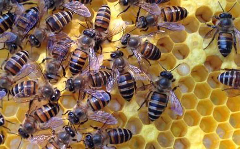 养蜂图片