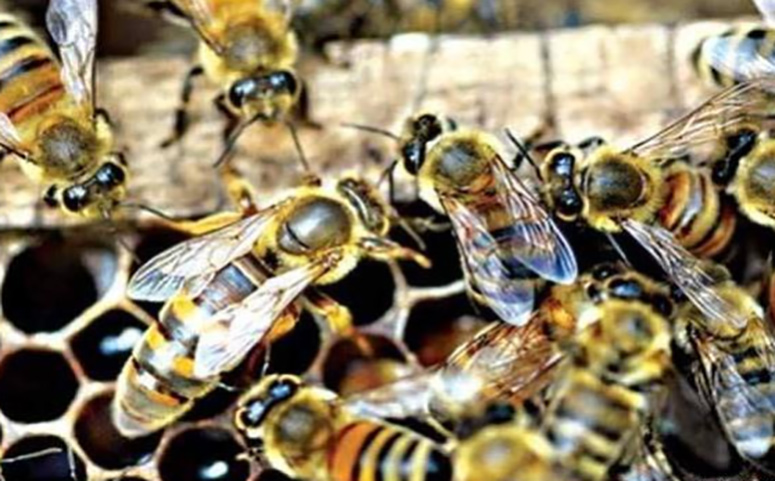 蜜蜂病症及防治图片 蜜蜂病症及防治图片高清
