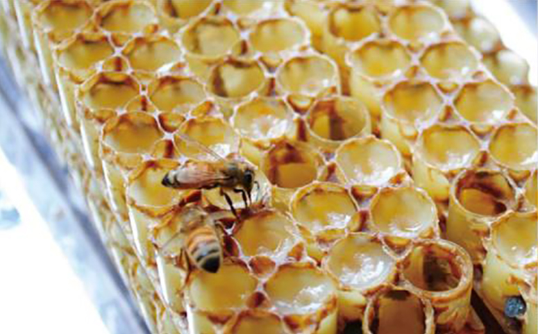 蜜蜂产蜂王浆图片