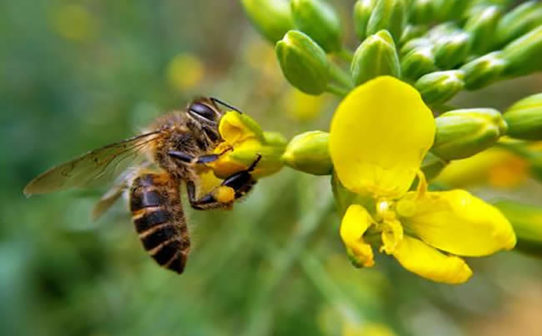 蜜蜂采集油菜花图片