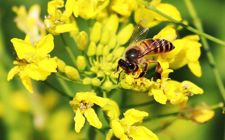 蜜蜂采集油菜花图片