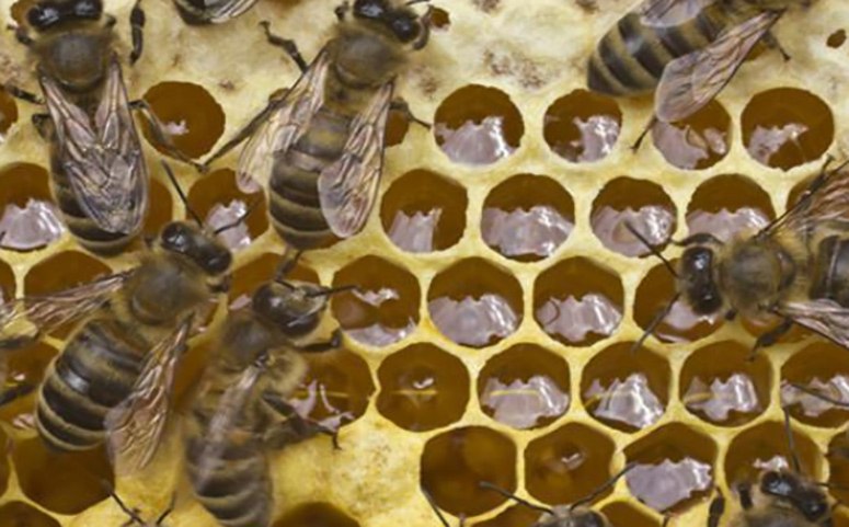 蜜蜂酿蜜图片