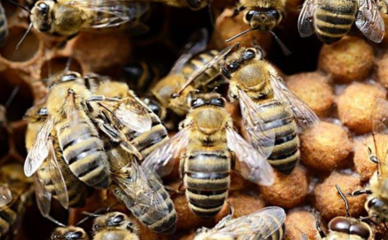 什么味道吸引蜜蜂最快 什么味道吸引蜜蜂最快最有效